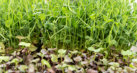 Micro greens arugula sprouts. food background close up