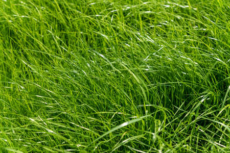 The texture of green grass surface for the background, grass field lawn pattern textured