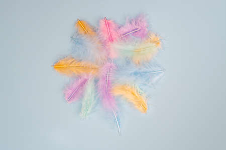 pastel colored feathers. Minimal natural flat lay top view on light blue background. Stylish minimalist concept.の写真素材