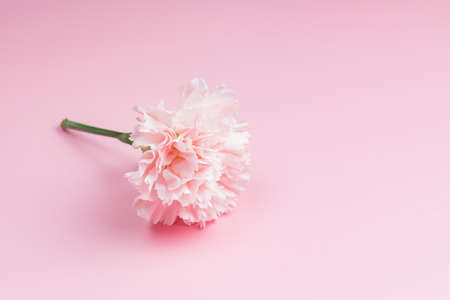 Single blooming pink carnation flower on pink background. minimalist design. greeting card with copy space.の写真素材