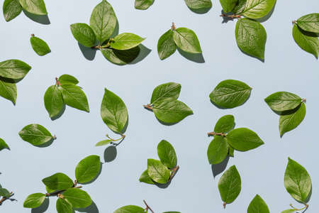 Fresh green spring leaves on light blue background, top view with space for text