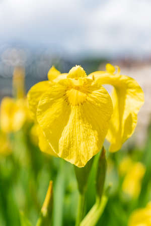 blooming yellow iris flower in the garden. selective focusの写真素材