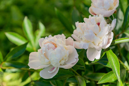 Beautiful pink peonies blooming outdoor in private summer garden. natural floral background.の写真素材