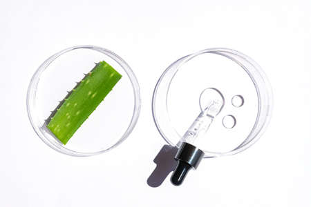 Natural cosmetic laboratory concept. Petri dishes with cosmetic gel of Aloe Vera plant, pipette...