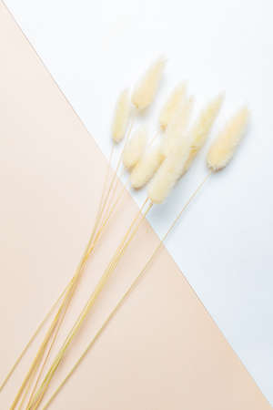 Dry fluffy bunny tails grass Lagurus Ovatus flowers on double white and beige background. Tan pom...