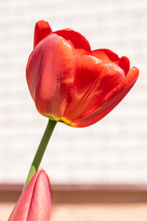 close up of spring red tulip flowers in the garden.の写真素材