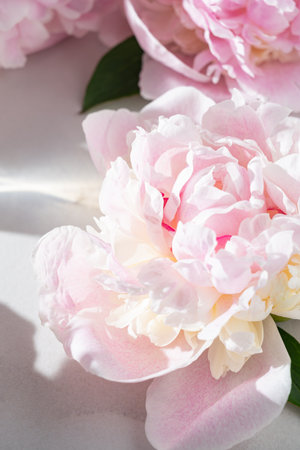 Close up of blooming tender white peony. Soft focus. Floral background.の写真素材
