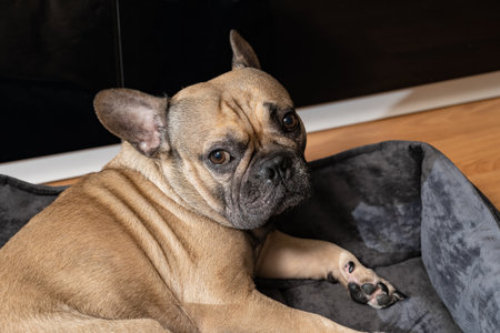 Adorable brown French bulldog relaxes on his cozy bed, gazing directly at the camera with charming, expressive eyes. Perfect pet portrait capturing warmth and playful personality.の写真素材