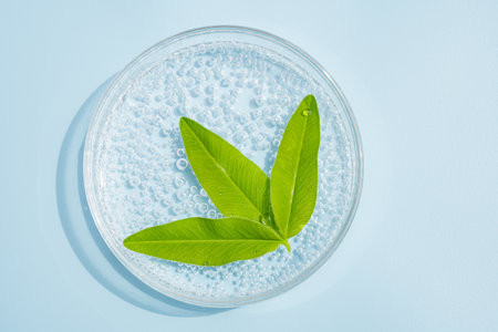 petri dish with cosmetics gel and green leaves. Top view, liquid cosmetic. Herbs natural...