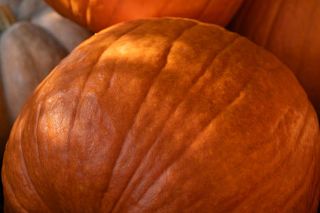 close up view of an orange pumpkin in sun ray. Autumn harvestの写真素材