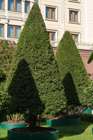 Neatly manicured trees form a lush green garden area in front of a multi-story building. Their...
