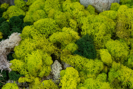 Close-up of vibrant green and orange moss surrounding large natural stones. This serene scene...