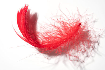 single vibrant red bird feather with a soft, delicate plume, isolated against a clean white background. This elegant design element has natural texture, representing concepts like lightness, freedomの写真素材
