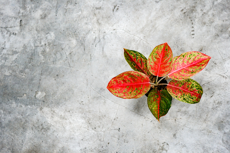 Dieffenbachia on polished cementの写真素材
