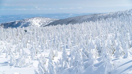 Views of the frozen forest with snow monsters at mount zao range, Yamagata, Japanの写真素材
