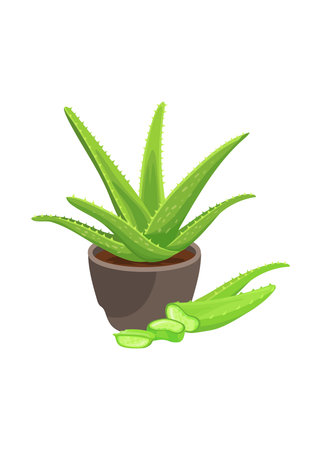 Green aloe vera plant in a brown pot, with sliced aloe leaves next to it. Stock illustrationのイラスト素材