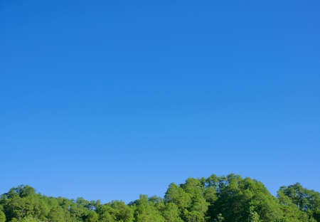 Clear blue sky and pine trees on peak of mountain on horizon for nature theme background. An image with blue sky as copy space for text or message.の写真素材