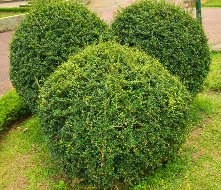 Trimmed boxwood plant in a park for nature theme background. Decorative green plant as hedge for landscape garden at home.の写真素材