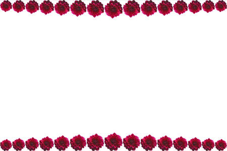 Different sizes of Maroon dahlia flowers isolated on top and bottom of white background. A document border image with copy space.の写真素材