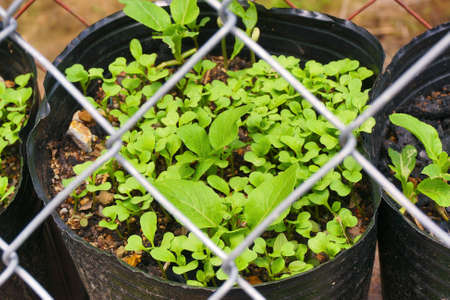 An example of gardening idea at home. Young green growing vegetables on pot with fence.の写真素材