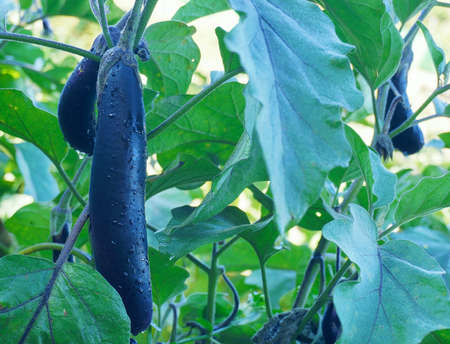 Fresh dark purple eggplant, also called aubergine or guinea squash, in farm ready to harvest. An image for agriculture or healthy eating habit topic.の写真素材