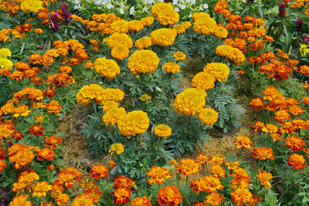 Yellow marigold surrounded by red and orange marigold flowers. An example of landscape gardening idea.の写真素材