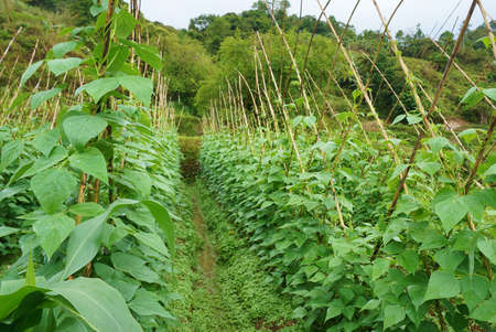 A green bean legume traditional farm in Benguet, Philippines, Southeast Asia.の写真素材
