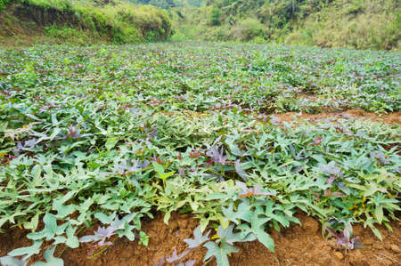 Yam, also known as sweet potato. An image for agriculture or nature related topic.の写真素材