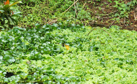 Water hyacinth and water lettuce aquatic plants for nature theme background.の写真素材