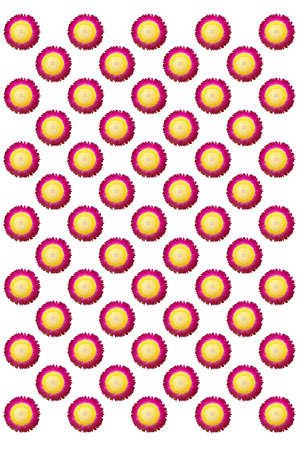 Repeated pattern design of pink petals and yellow pistils of everlasting flowers isolated on white background. An image that can be used for printing seamless pattern on fabric or textile.の写真素材