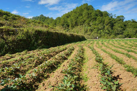 View of yam farm in a rural area in Benguet, Philippines, Southeast Asia. Photo taken on January 28, 2017.のeditorial素材