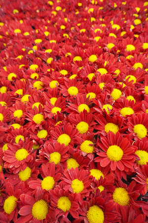 Selective focus of daisy flowers with red petals and yellow pistils. An image for floral or nature theme background.の写真素材