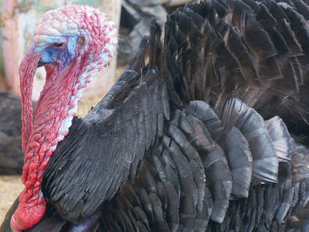 Candid shot of Turkey animal with red textured head, elongated snood and black feather.の写真素材