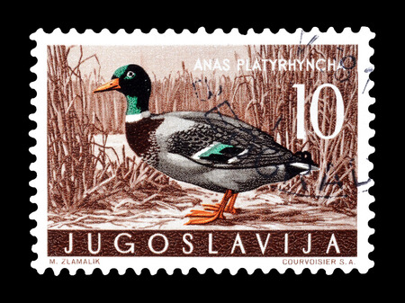 Cancelled postage stamp printed by Yugoslavia, that shows wild duck, circa 1958.のeditorial素材