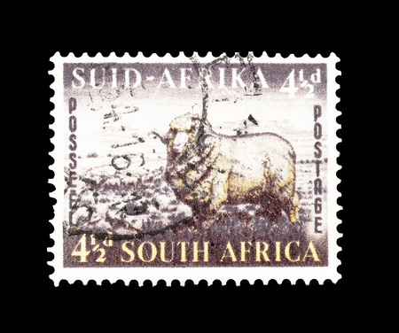 Cancelled postage stamp printed by South Africa, that shows Merino ram and sheep, circa 1953.のeditorial素材