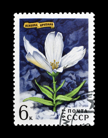 Cancelled postage stamp printed by Soviet Union, that shows Great Chickweed, circa 1977.のeditorial素材