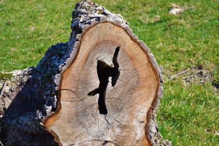 Tree stump with unusual and beautiful ringsの写真素材