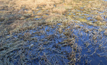 Riverweed and reed on the shore of Danube in Serbia