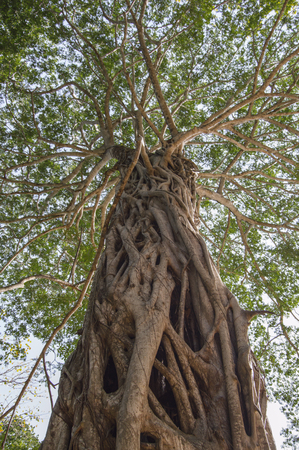 Old tree. kenyaの写真素材