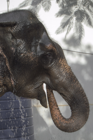 Elephant profile. thailandの写真素材