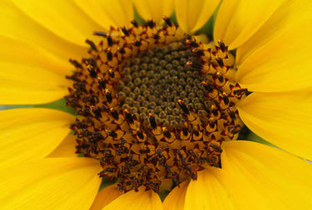 The heart of a sunflowerの写真素材