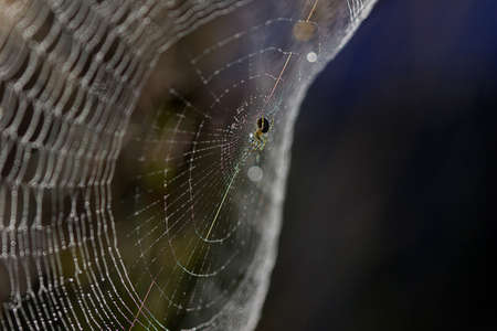 Spider Webの写真素材