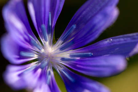 Macro flowerの写真素材