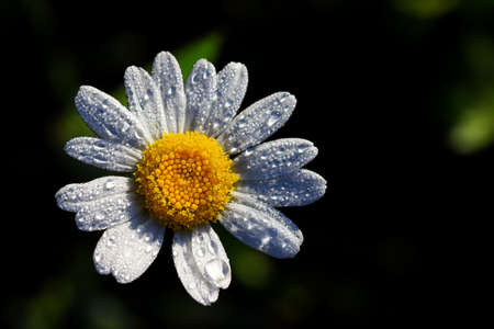 Point on daisyの写真素材