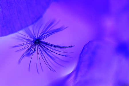 Macro flowerの写真素材