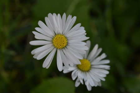 Daisy flowers in the meadow. White daisies.の写真素材