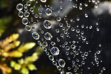Water droplets on spider web, close-up, macro photographyの写真素材