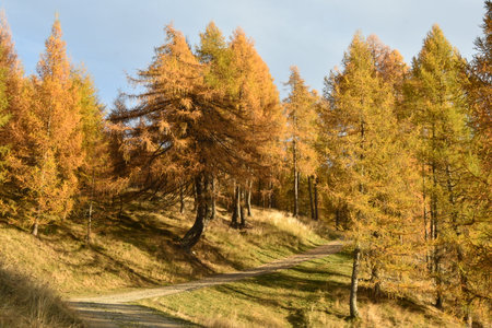 Autumn landscape with colorful larch trees on hillside and blue skyの写真素材