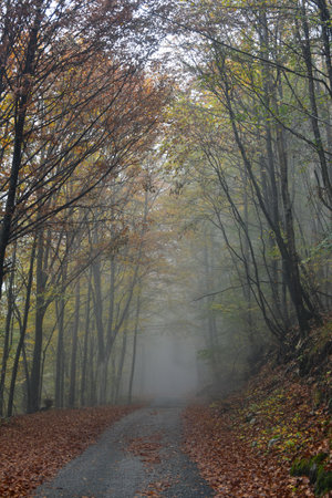 Autumn foggy morning in the forest. Beautiful autumn landscape.の写真素材
