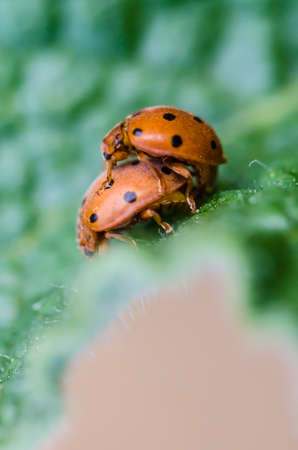 Lady bugs matingの写真素材